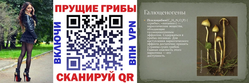 Псилоцибиновые грибы Psilocybe  Нерчинск 